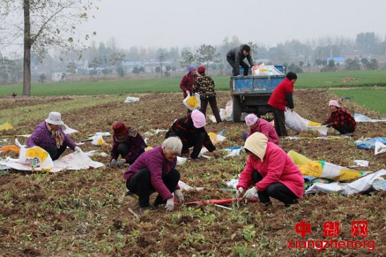 安徽界首：药价虽低不愁卖