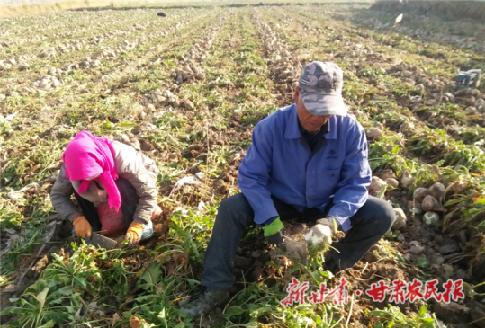 金塔：甜菜种植创造“甜蜜”