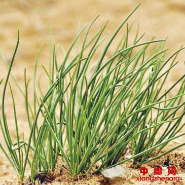 一年三茬，一茬收入5000元，温棚种沙葱效益好