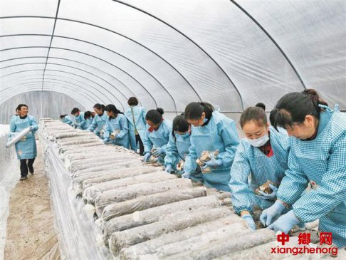 火烧店镇“菇”事新