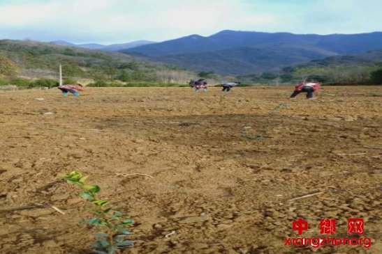 安徽省棠溪镇花庙村：积极推进2020年扶贫产业项目建设