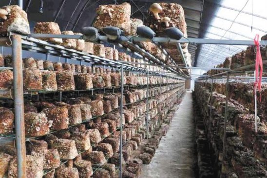 聚焦产业发展 携手共奔小康——合阳县扎实推进苏陕扶贫协作工作纪实