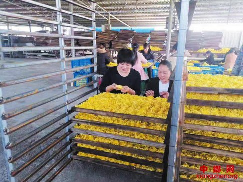 金丝皇菊助增收