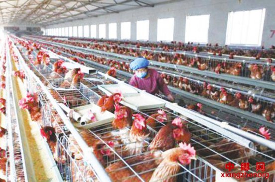 严寒季节如何增强雏鸡抗病力？