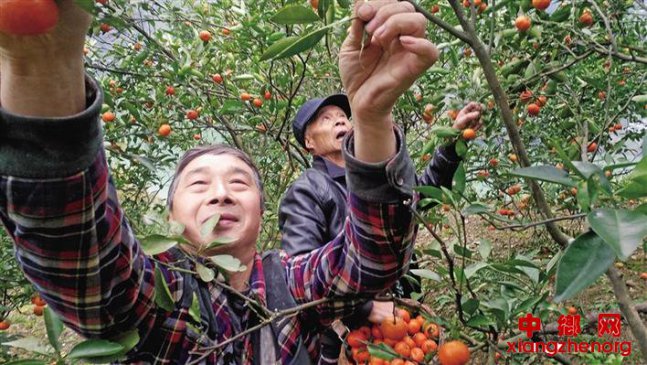 紫阳双坪村：一个深度贫困村的变迁