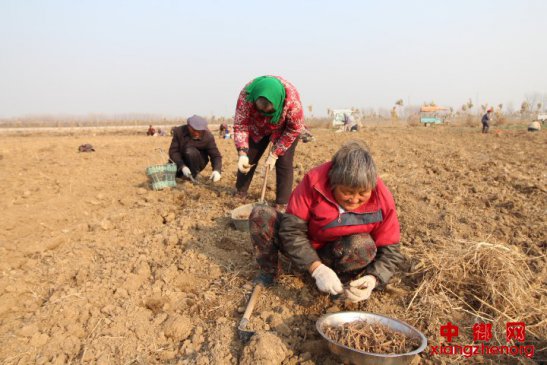 安徽：家门口劳务稳定脱贫