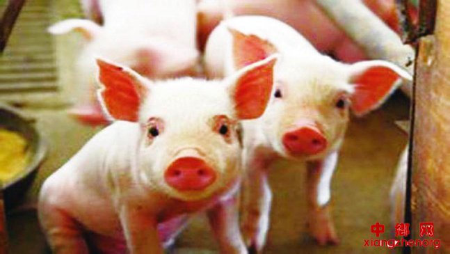 如何控制新购仔猪“死亡率”？