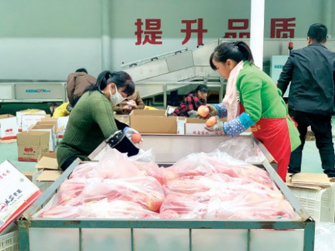 有了价格险　丰产更增收——陕西富县苹果“保险+期货”试点项目调查