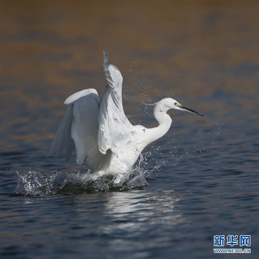 （新华网）（1）白鹭的舞蹈