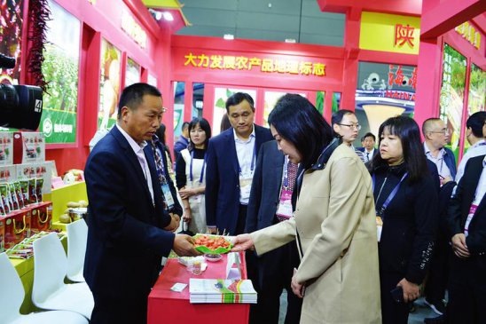 陕西大荔：沙苑红萝卜 富民好产业