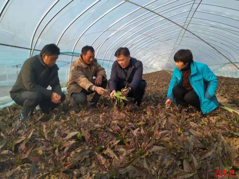 安徽省埇桥区：扶贫棚内学“技”忙