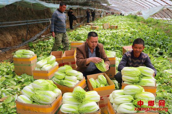 <b>安徽：贫困户“冬闲”变“冬忙”</b>