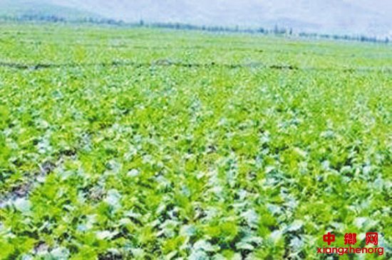 当前油菜越冬田间管理要抓紧