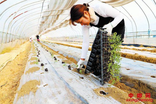 圣女果移苗栽种忙忙