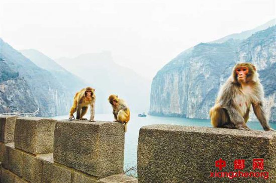 两岸又闻“猿声啼”