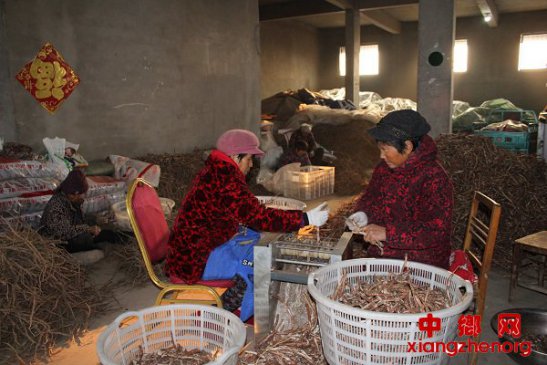 <b>安徽界首： 为中药材”去皮抽筋“</b>