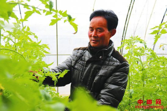 陕西杨凌：设施大棚内耕作忙