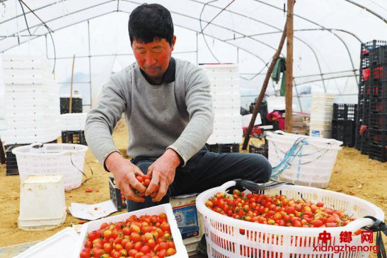 采摘圣女果助增收助增收