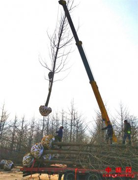 <b>山东郯城：农民让冬眠银杏树“活”起来</b>