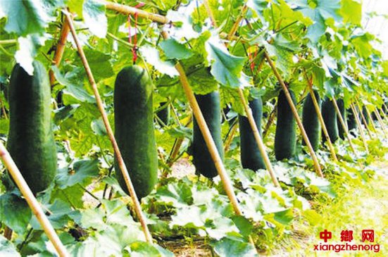 冬栽冬瓜 抢占市场