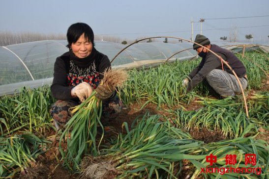 <b>安徽省宿州市埇桥区:种植大蒜助脱贫</b>