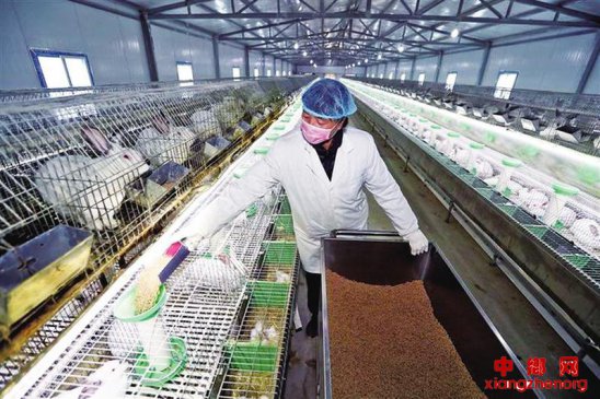 规模化养兔效益高