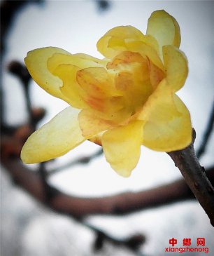 <b>山东郯城：迎春腊梅枝头俏</b>