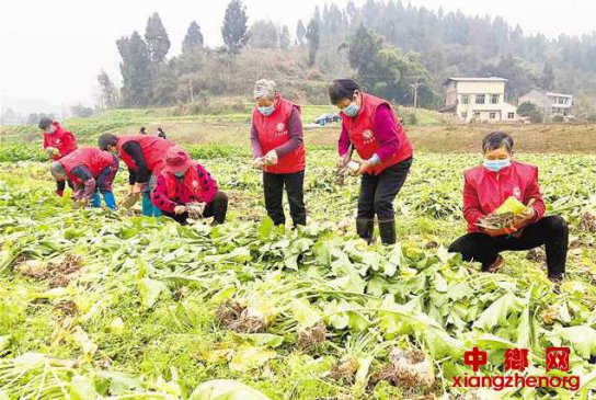 巾帼志愿者走进田间抢收大头菜