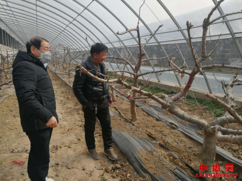 <b>陕西：杏林镇 战“疫”时期扶贫产业要兼顾</b>