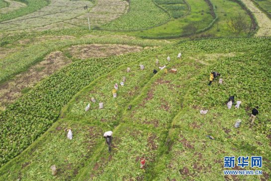 <b>重庆涪陵：榨菜产业防疫生产两手抓</b>
