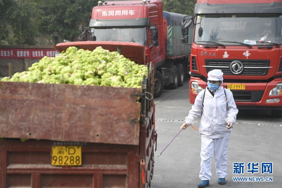 （经济）（5）重庆涪陵：榨菜产业防疫生产两手抓