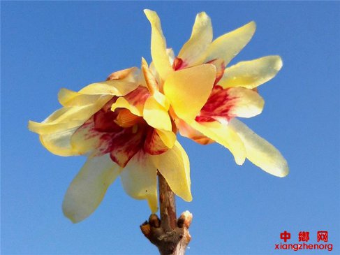 <b>郯城：早春梅花独自开  婀娜多姿暗香来</b>