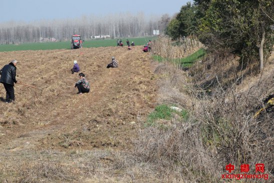 <b>大地春回收药忙</b>