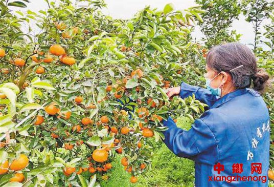 <b>区长“拼多多”上当“主播” 单日卖出万单“开县春橘橙”</b>