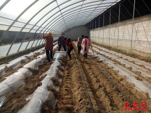 <b>陕西杏林镇：党员干部忙春耕抓产业  力争开好头起好步</b>