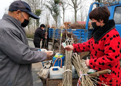 山东郯城：疫情挡不住农民“植树热”