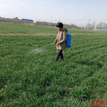 <b>麦田忙除草</b>