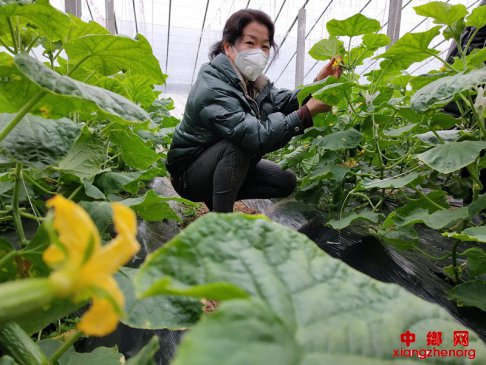 山东郯城：春意盎然 “两战”喜悦写脸上