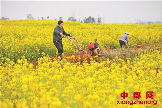 春耕生产 有序开展