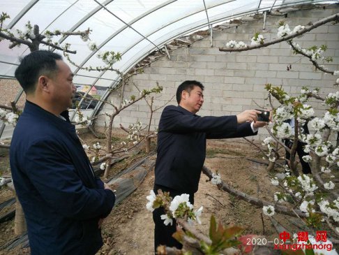 陕西华州区：区委书记霍文军检查杏林大棚农业生产工作