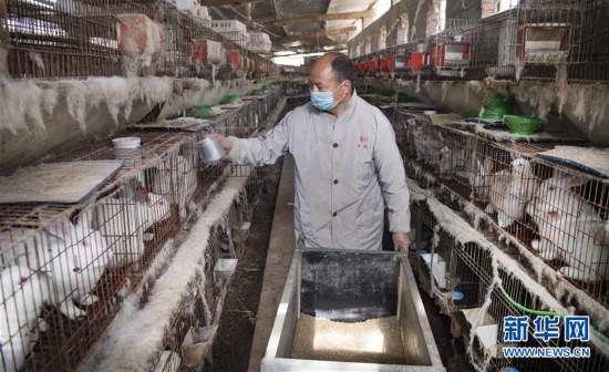 （脱贫攻坚）（3）陕西洋县：肉兔养殖助力脱贫致富