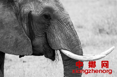 斩断野生动物非法交易链 网络平台得“上手段”