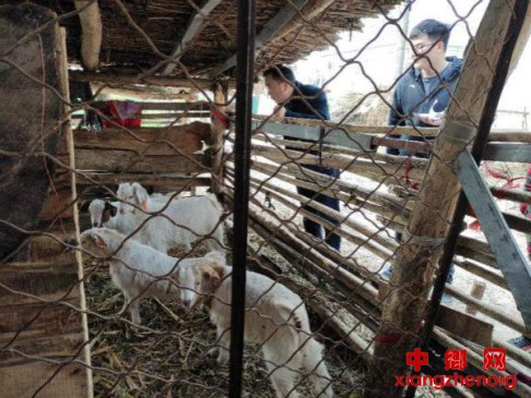 安徽：产业到户好脱贫