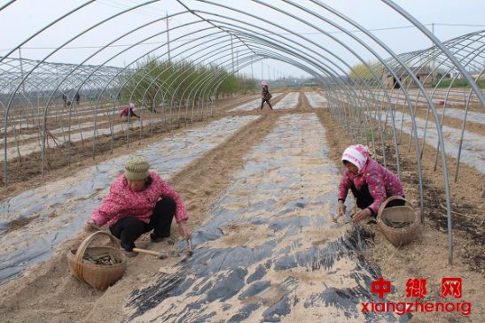安徽：科学育苗忙