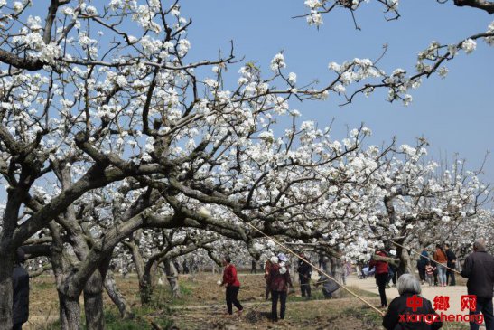 <b>安徽：梨花开 授粉忙</b>