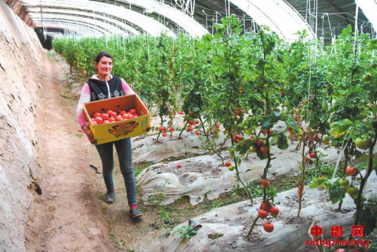 闲置大棚变身“聚宝盆”