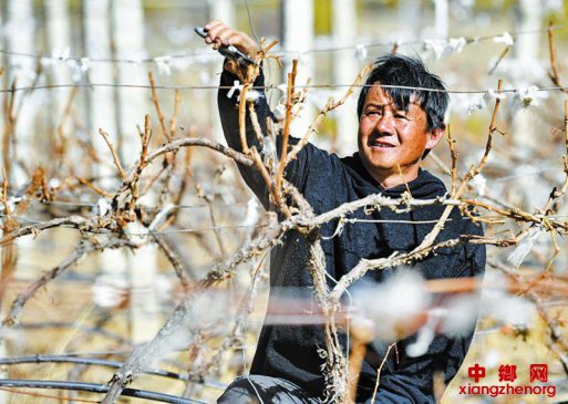 小葡萄 拓宽致富路