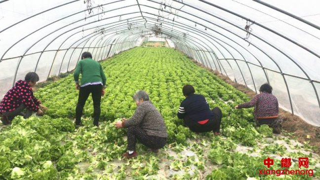 <b>农事“钟点工”让贫困户在家门口实现灵活就业</b>