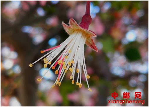 郯城：海棠“垂丝”多魅力