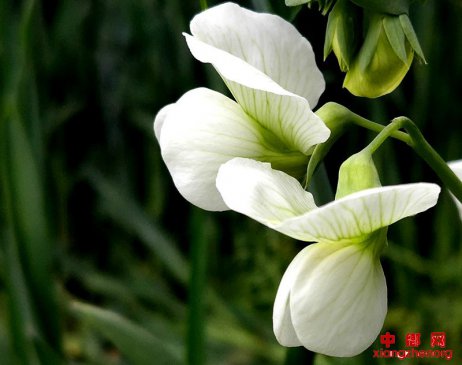 郯城：豌豆花开，给人甜蜜温馨的回忆